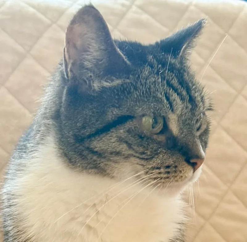 Phoebe thumbnail 4