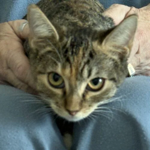 A baby small-sized female Tortoiseshell Domestic Short Hair cat named India for adoption in Tampa, FL