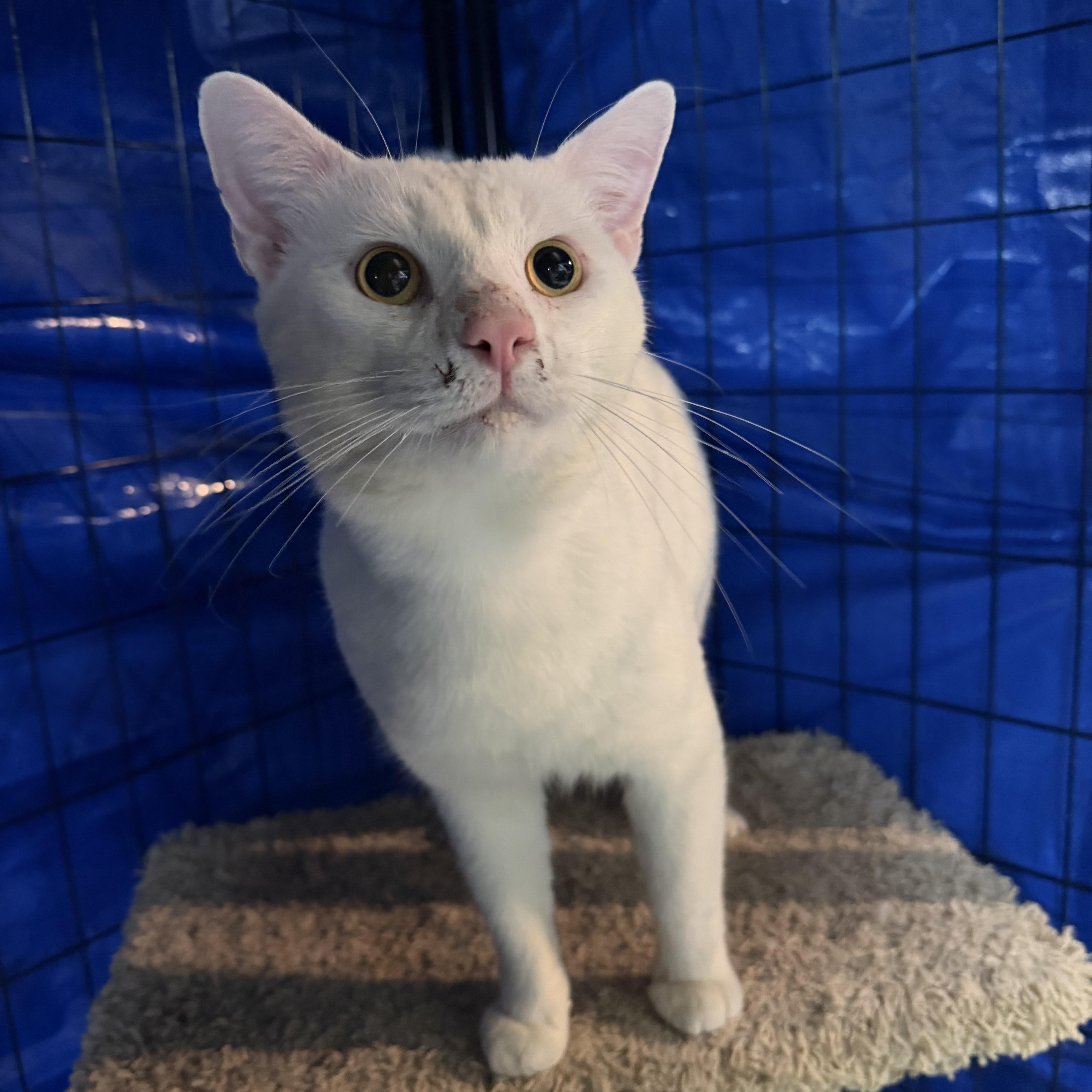 An adult medium-sized male White Domestic Short Hair cat named Jerome for adoption in Verona, PA
