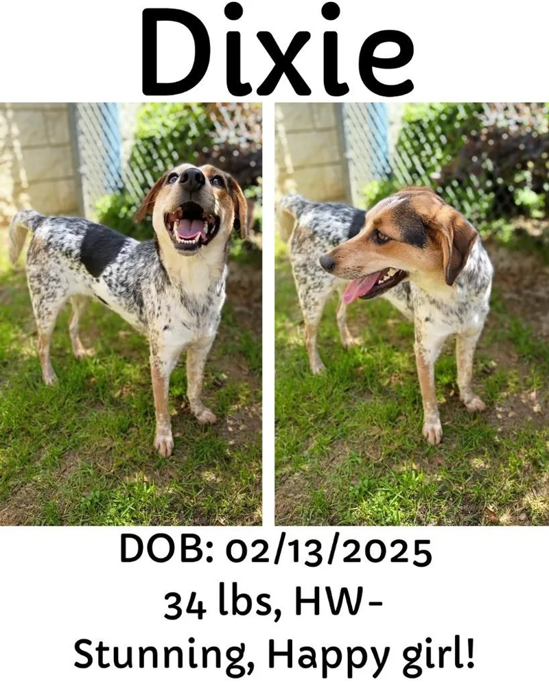 A young medium-sized female Australian Cattle Dog / Blue Heeler dog named Dixie for adoption in Albany, GA