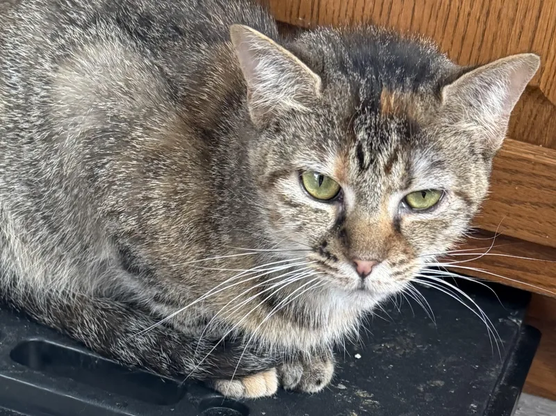 A young medium-sized female Calico Domestic Short Hair cat named Topaz for adoption in Kirklin, IN