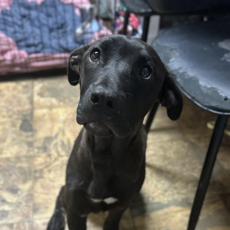 A young medium-sized male Labrador Retriever dog named Chance for adoption in Columbia, SC