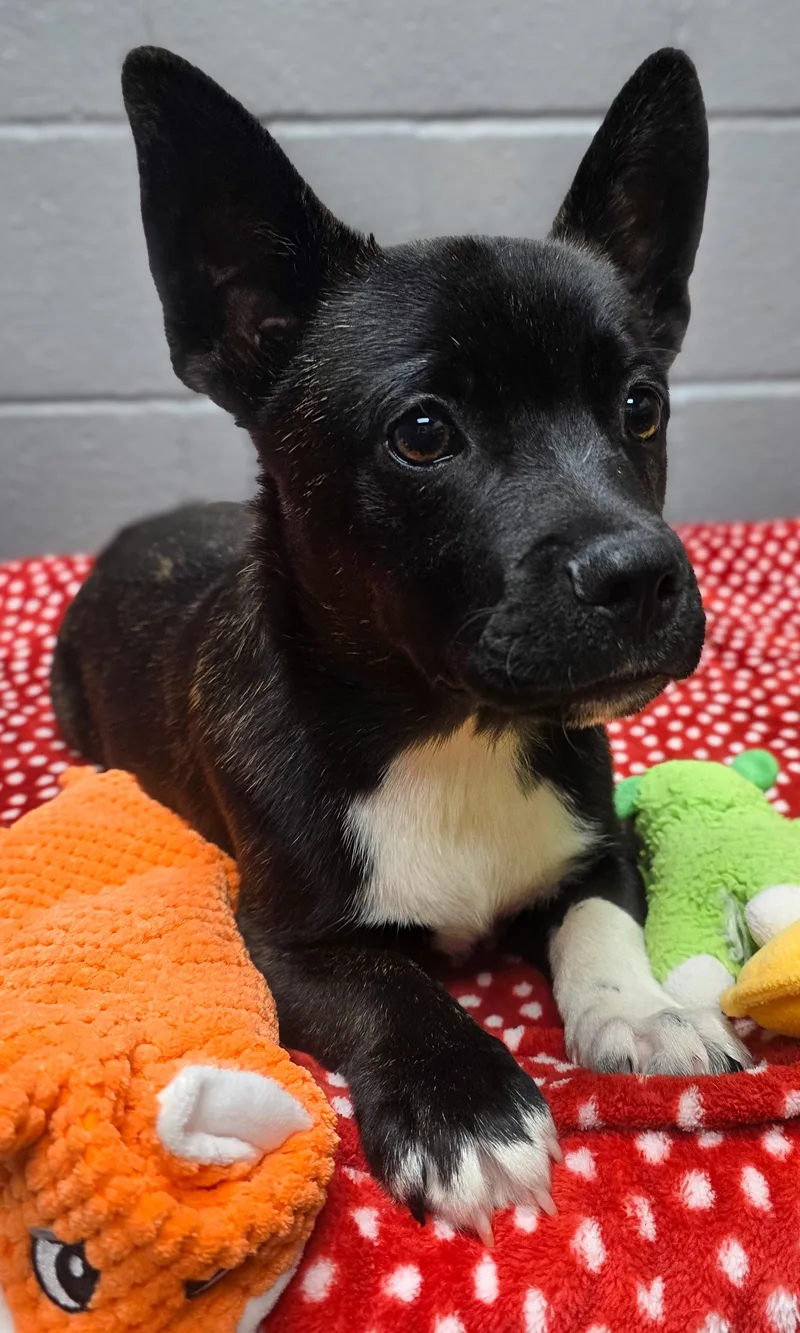 A baby medium-sized male Black Cardigan Welsh Corgi dog named Paul for adoption in Gainesville, TX