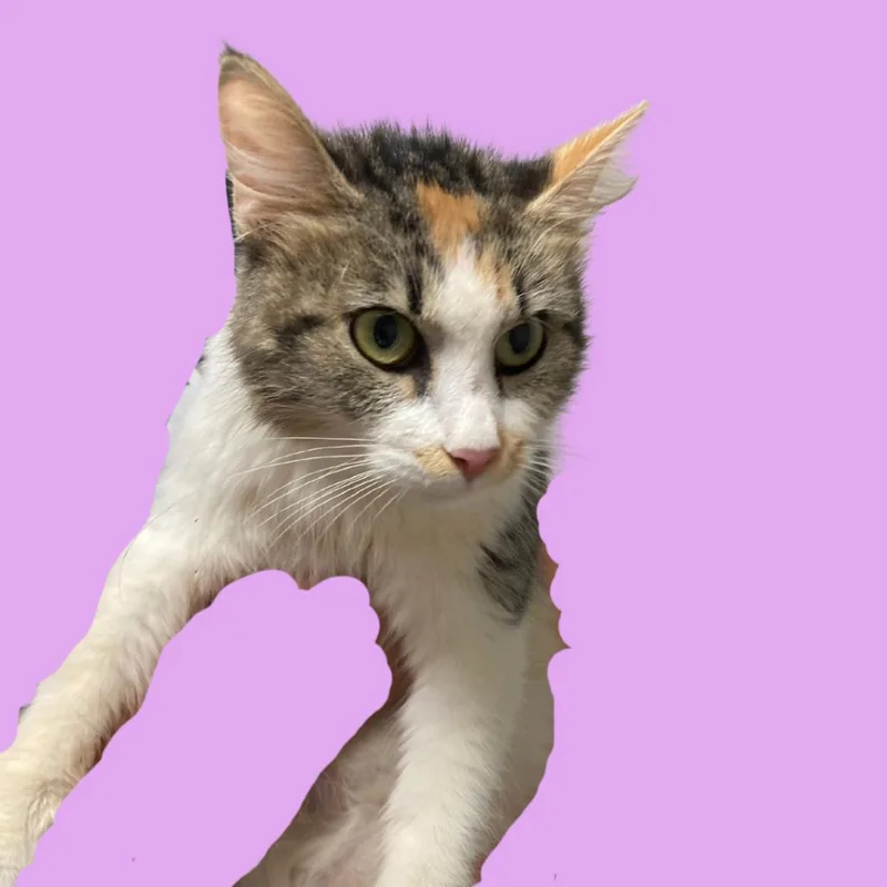 A young small-sized female Calico Domestic Short Hair cat named Felicity for adoption in Blue Ridge, GA