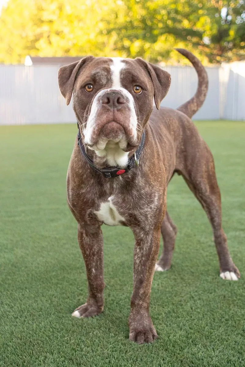 An adult medium-sized male Pit Bull Terrier dog named Duke for adoption in Eagle, ID