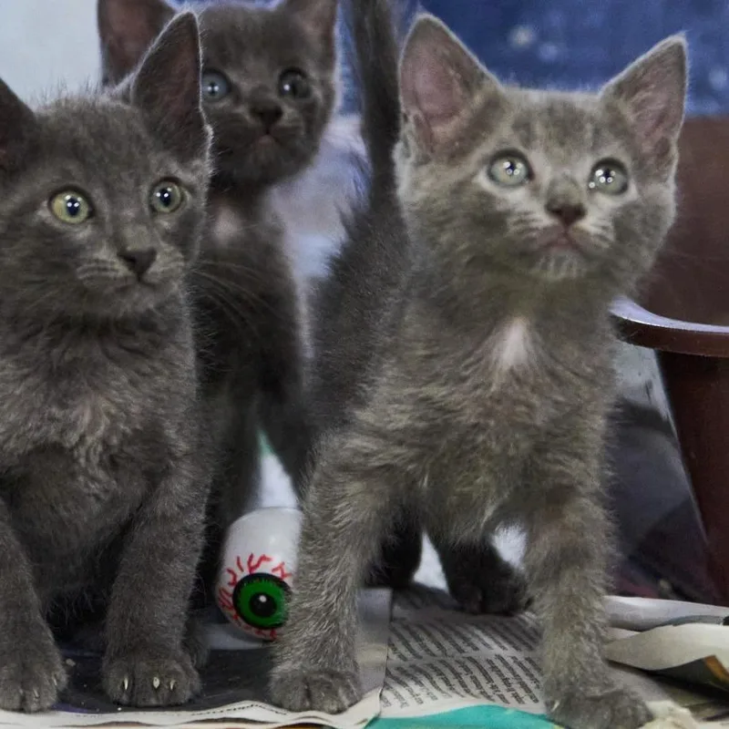 A baby small-sized female Domestic Short Hair cat named Hannah for adoption in Memphis, TN