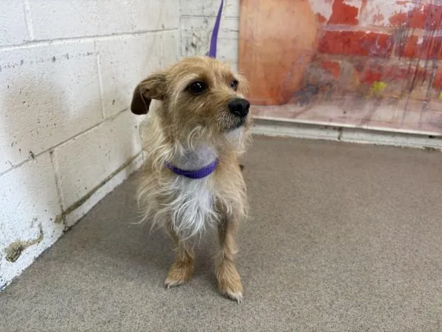 An adult small-sized male Terrier dog named Cooper for adoption in San Bernardino, CA