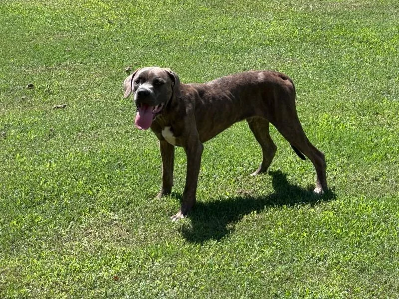 An adult medium-sized male Merle (Blue) Pit Bull Terrier dog named June Bug for adoption in Providence Forge, VA