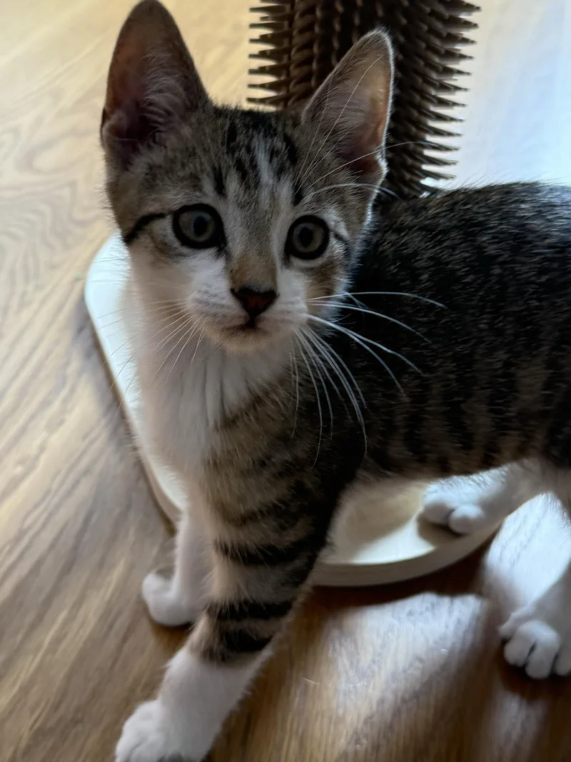 A baby small-sized male Tabby (Buff / Tan / Fawn) Domestic Short Hair cat named Eleven for adoption in Long Island City, NY