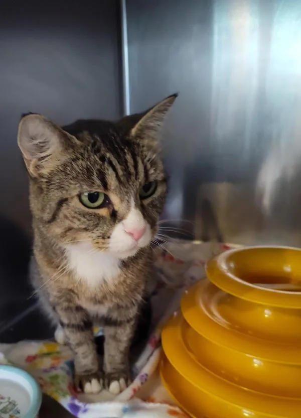 A young medium-sized female Domestic Short Hair cat named Solana for adoption in Cleveland, TN