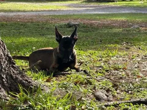 A baby small-sized female Tricolor (Brown, Black, & White) Belgian Shepherd / Malinois dog named Code Litter  Sprite for adoption in Imlay City, MI