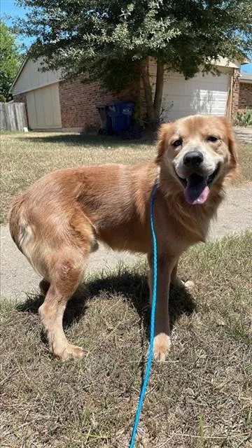 An adult large-sized male Labrador Retriever dog named A for adoption in Houston, TX