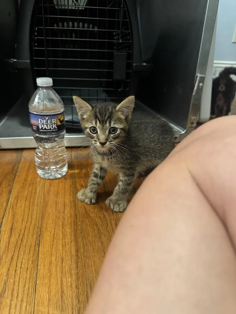 A baby small-sized male Tabby (Brown / Chocolate) Domestic Short Hair cat named Bradford for adoption in Emerald Isle, NC