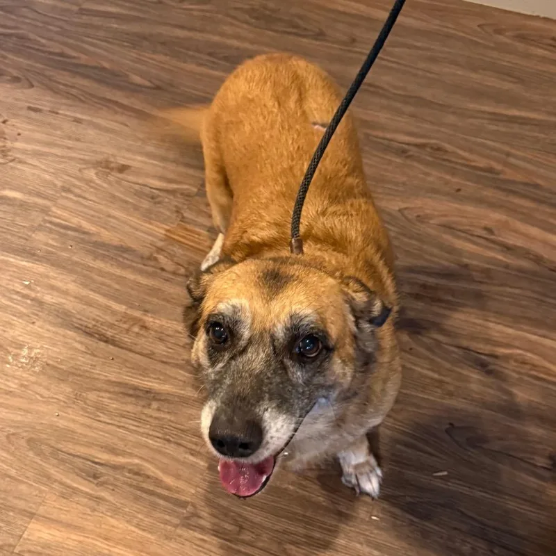 A senior medium-sized female Cardigan Welsh Corgi dog named Canela for adoption in LOXAHATCHEE, FL