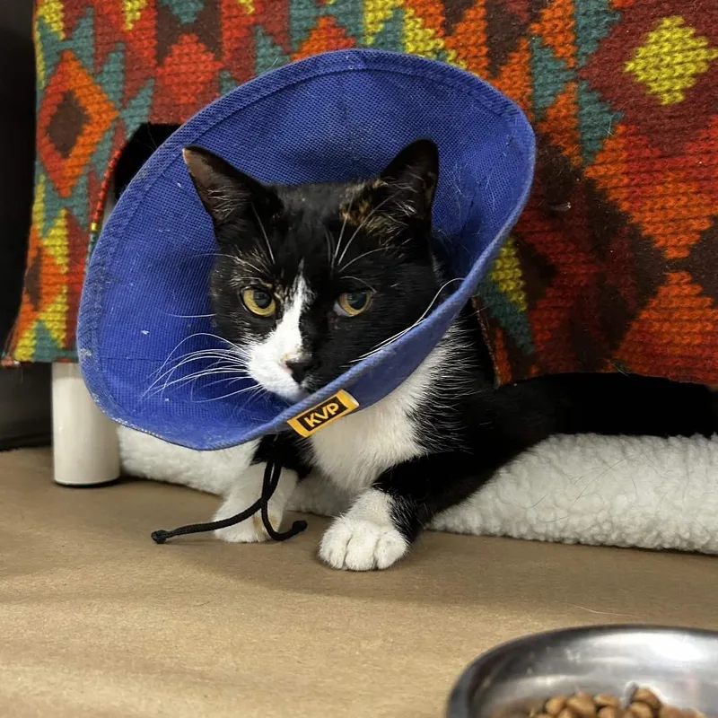 A senior medium-sized female Black Domestic Short Hair cat named Cherrychloe for adoption in Greenville, SC