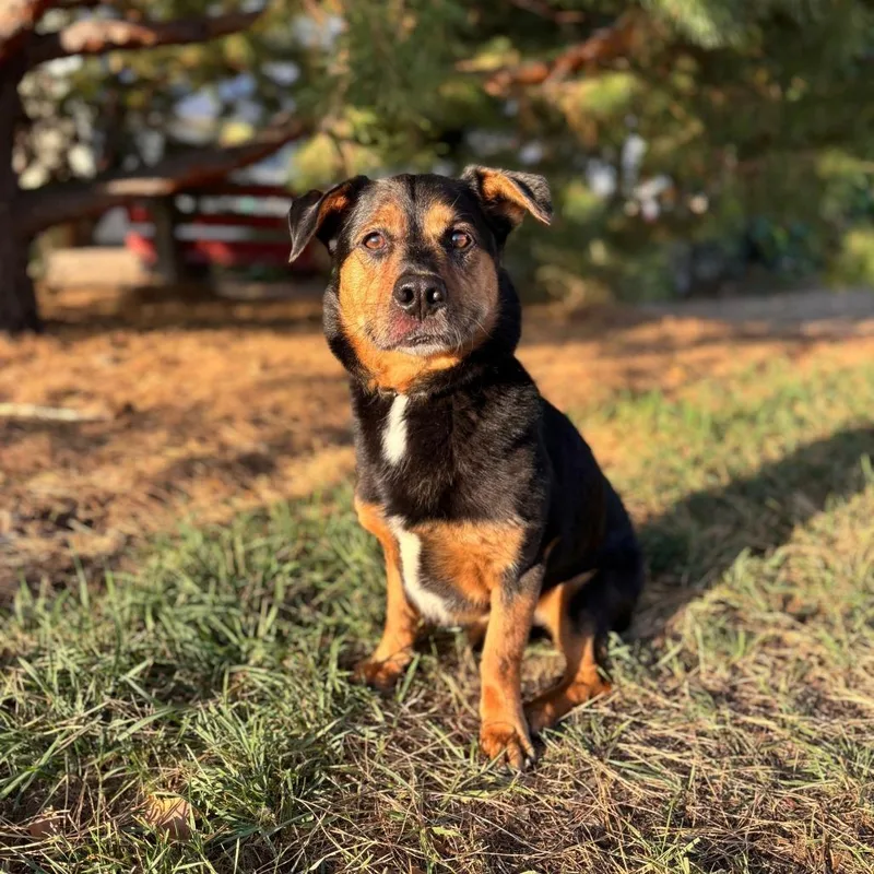 A senior medium-sized male Black Dachshund dog named Kohlrabi for adoption in Fargo, ND