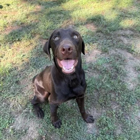 A baby medium-sized male Chocolate Labrador Retriever dog named Luke for adoption in Corsicana, TX