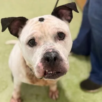 Boss Baby thumbnail 2