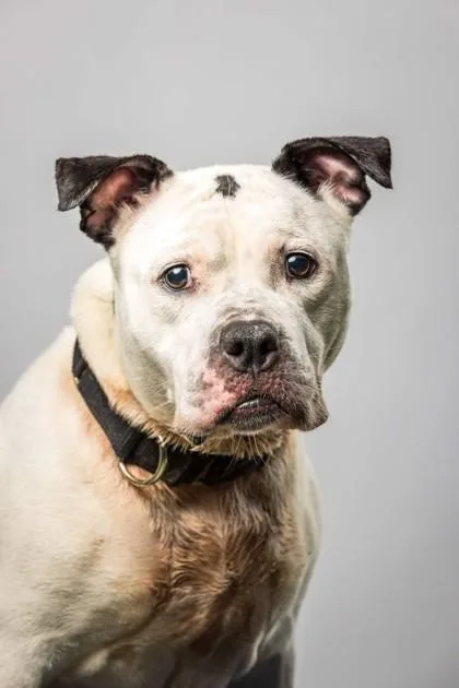 Boss Baby thumbnail 3