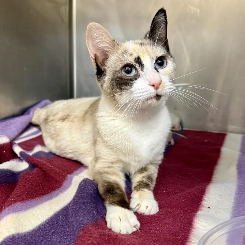 An adult medium-sized female Torbie Domestic Short Hair cat named Rose for adoption in Baltimore, MD