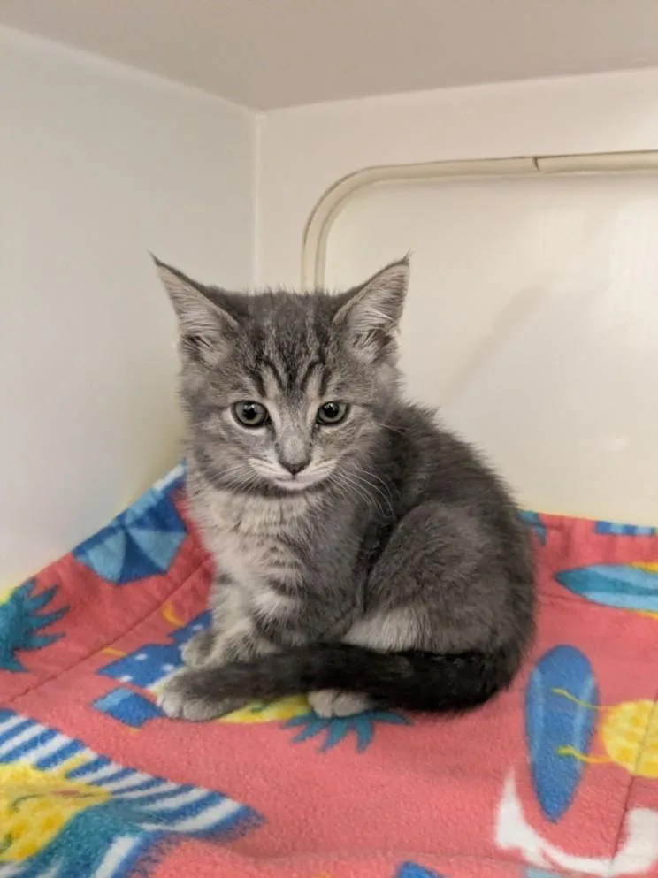 A baby small-sized male Domestic Short Hair cat named Edward for adoption in Hayward, CA