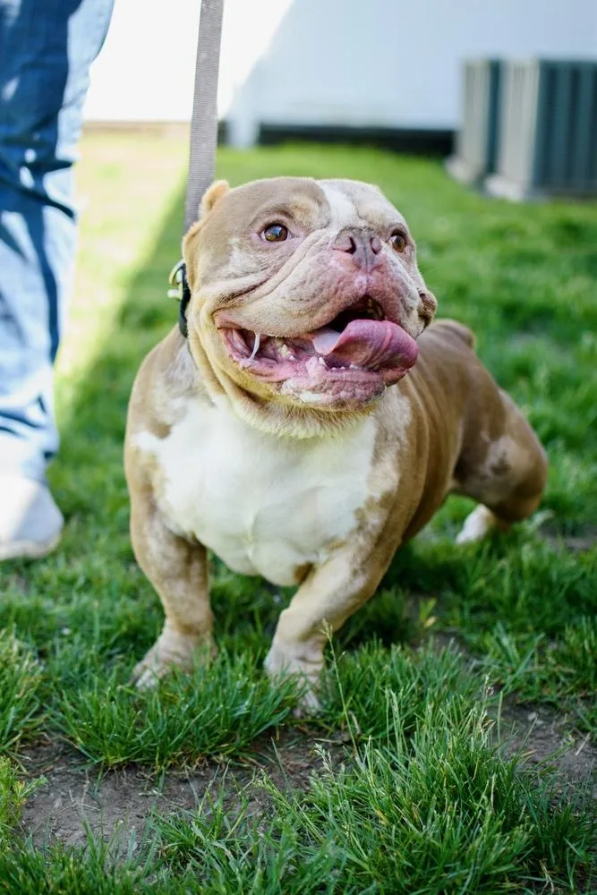 An adult medium-sized male Merle (Red) American Bulldog dog named Unc for adoption in Frankfort, NY