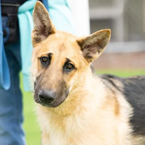 A young medium-sized male German Shepherd Dog dog named Rocky for adoption in Camarillo, CA