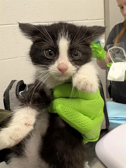 A baby small-sized female Domestic Long Hair cat named Hanzo for adoption in Indianapolis, IN