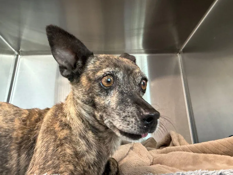 An adult small-sized female Chihuahua dog named Daisy for adoption in Kingman, AZ