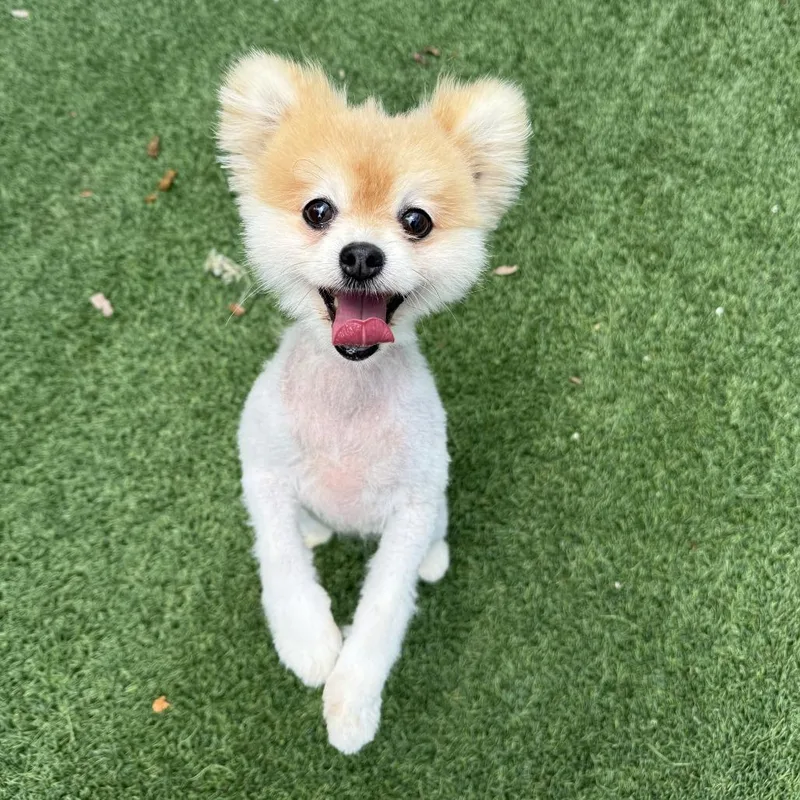 Daisy