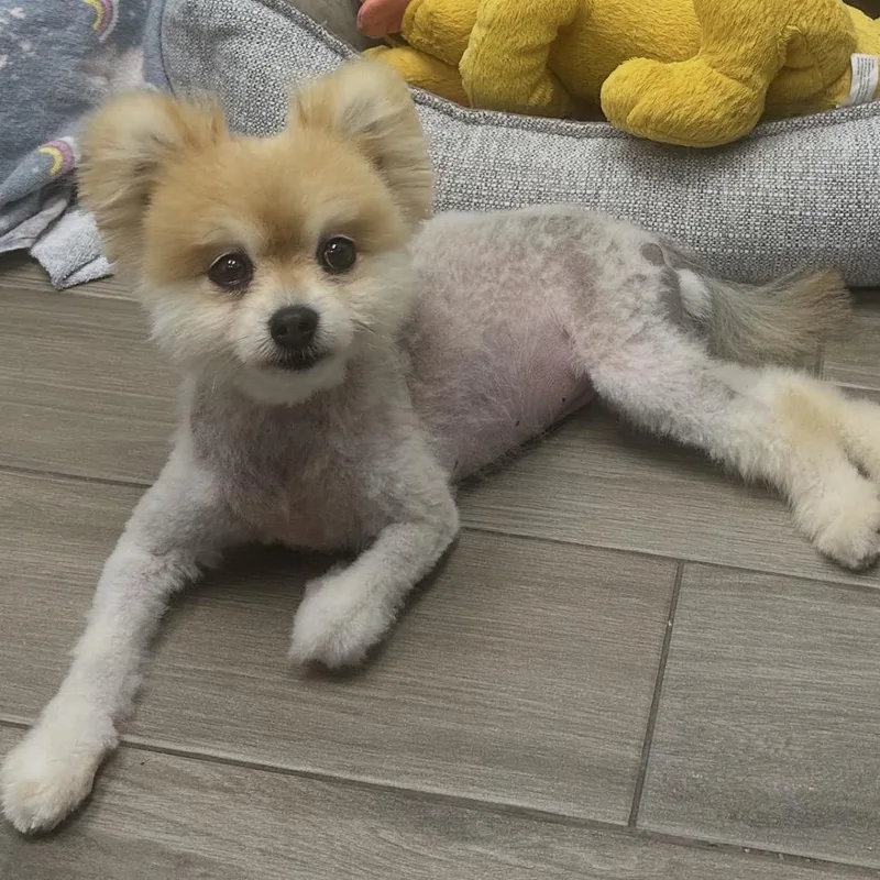 Daisy thumbnail 2