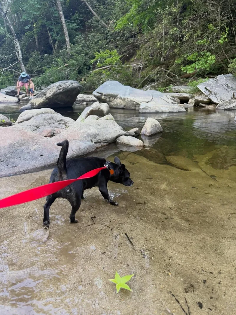 An adult small-sized female Black Chihuahua dog named Babe for adoption in Winston-Salem, NC