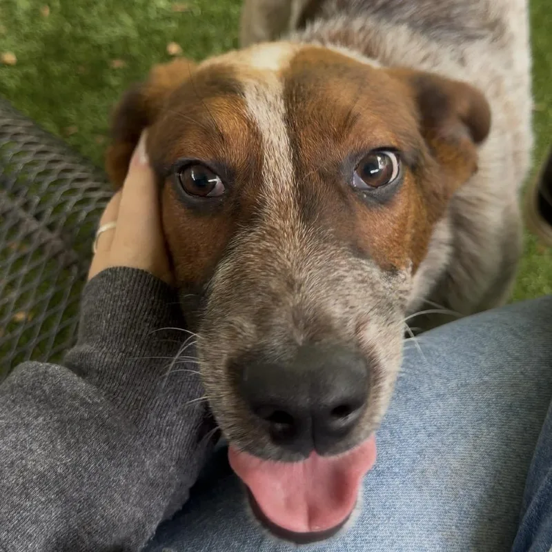 A baby medium-sized male Red / Chestnut / Orange Cattle Dog dog named Queso for adoption in Troy, VA
