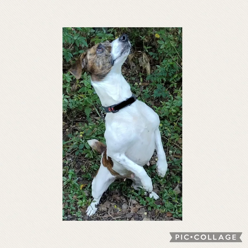 A young small-sized female Jack Russell Terrier dog named Dejah for adoption in Mobile, AL