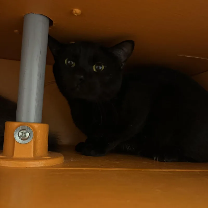 A young medium-sized male Black Domestic Short Hair cat named Shadow At Fat Cat for adoption in Tallahassee, FL