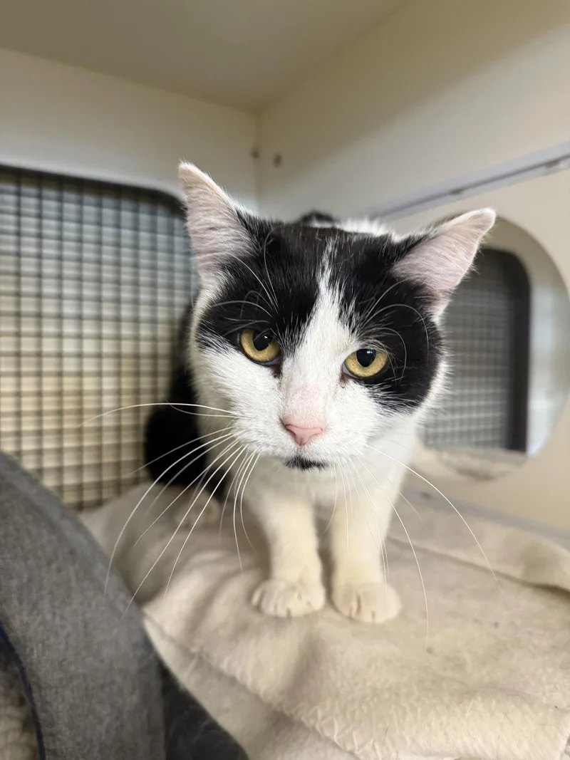 Polka Dot thumbnail 2