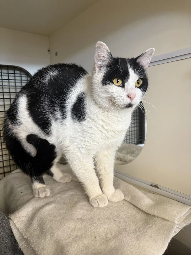 Polka Dot thumbnail 3