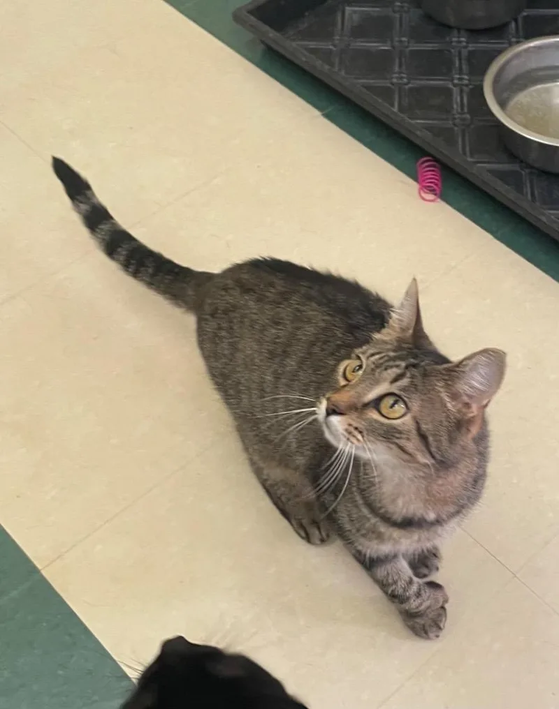 A young medium-sized female Domestic Short Hair cat named River for adoption in Muskegon, MI
