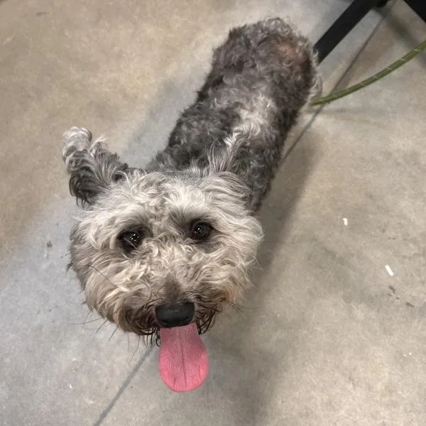 A young small-sized male Skye Terrier dog named Sir Barkington for adoption in Des Moines, IA