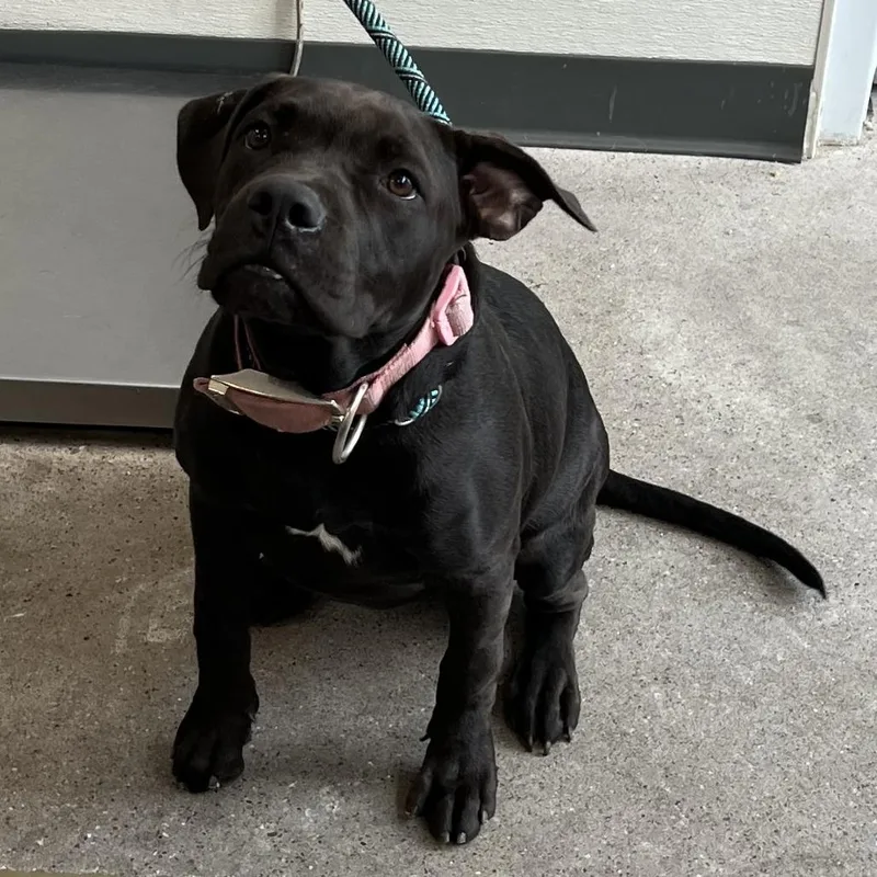 A young medium-sized female Black Mixed Breed dog named 111766 for adoption in Las Cruces, NM