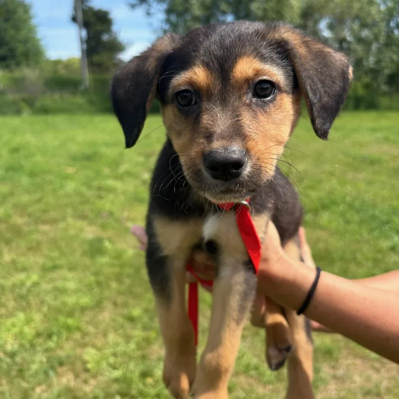 A baby medium-sized male Tricolor (Brown, Black, & White) Cattle Dog dog named Rooney for adoption in Traverse City, MI