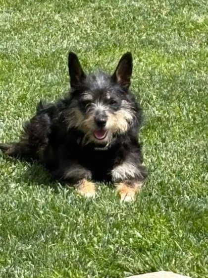 An adult small-sized female Mixed Breed dog named Noni for adoption in West Chester, PA