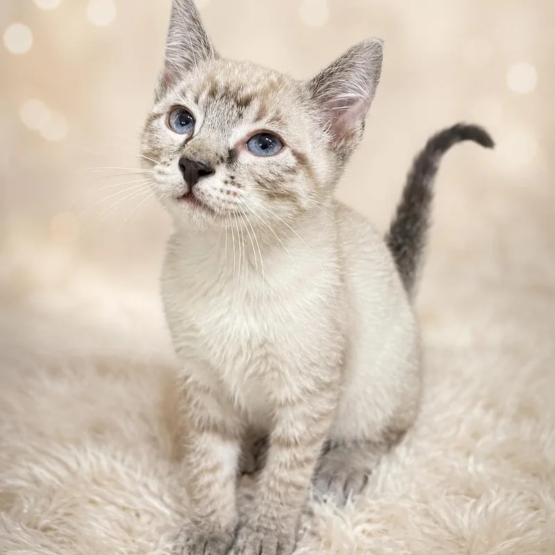 A baby large-sized male Blue Point Siamese cat named Houndini for adoption in Heber Springs, AR