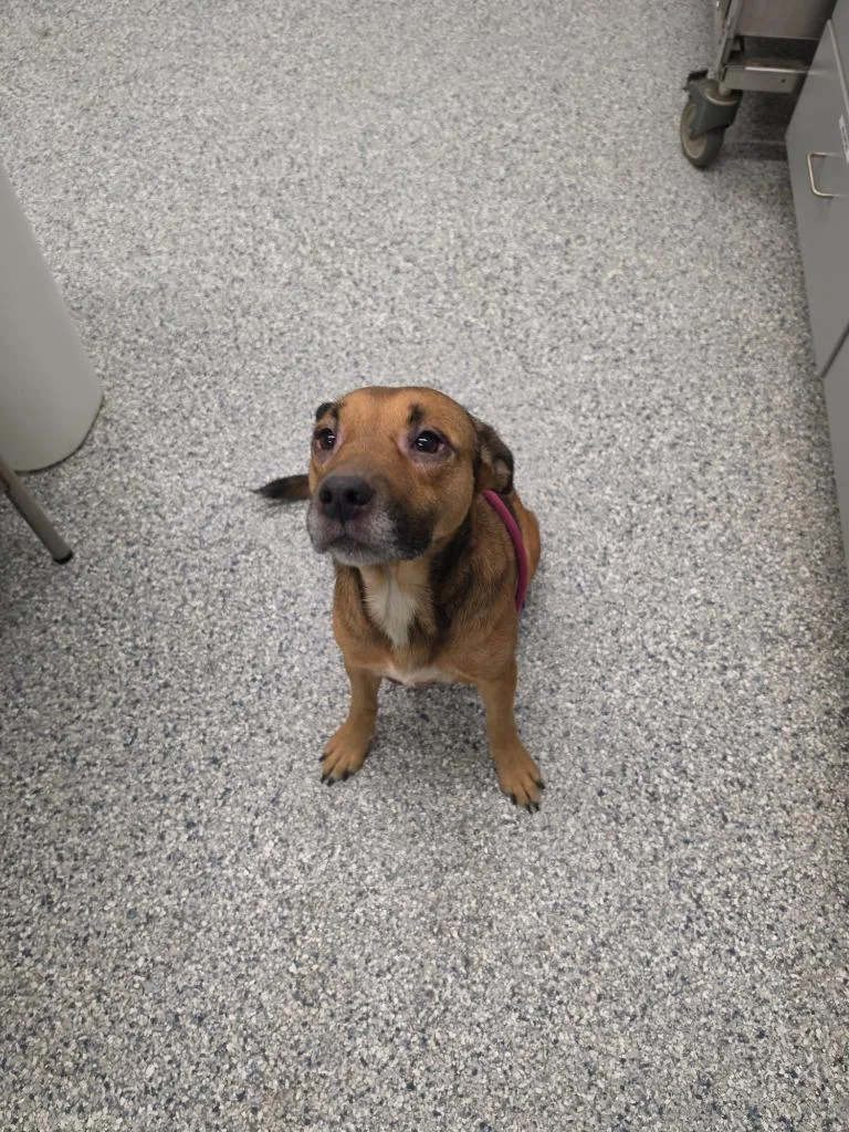 An adult medium-sized female Terrier dog named Michelle Tyson for adoption in Athens, TN