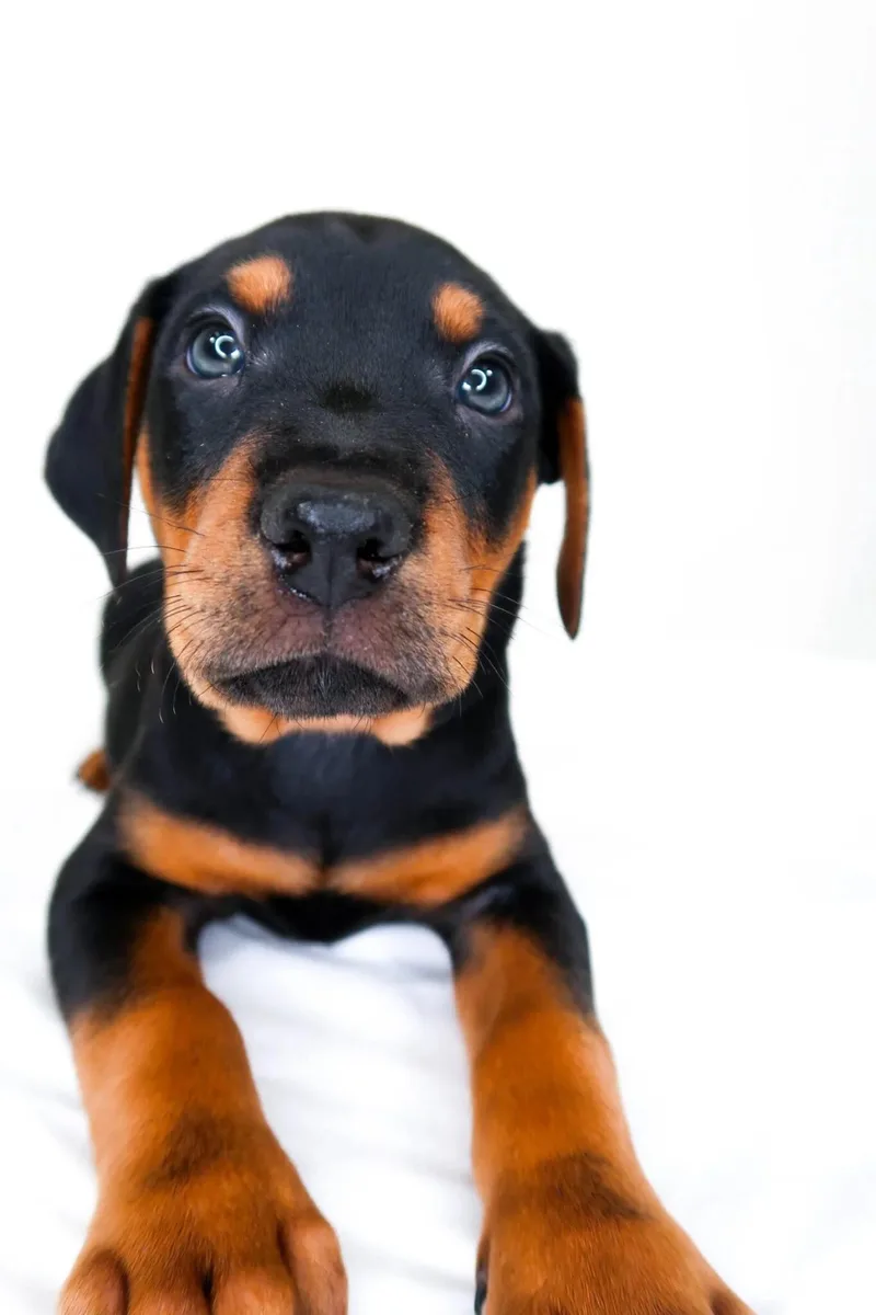 A baby medium-sized male Black Wirehaired Terrier dog named Johnny Cash for adoption in Bixby, OK