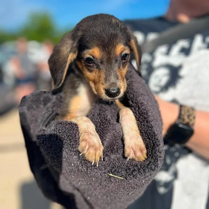 A baby small-sized male Black Chihuahua dog named Teddy for adoption in St. Charles, IL