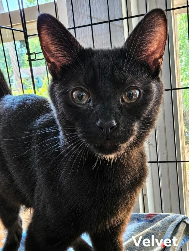 A young medium-sized female Domestic Short Hair cat named Velvet for adoption in El Dorado, AR