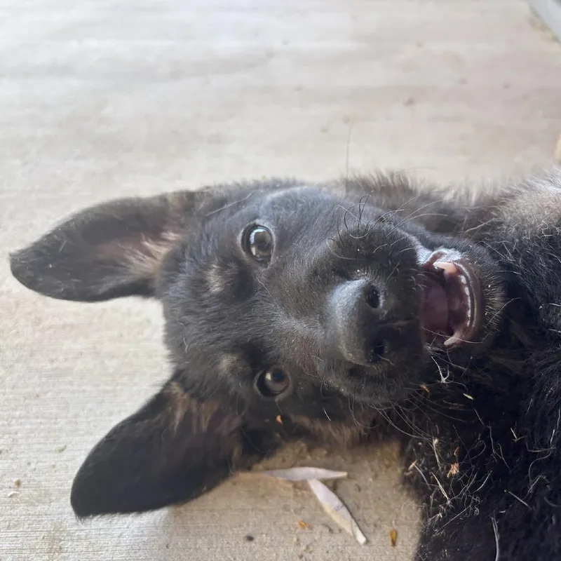 Schnitzel thumbnail 2