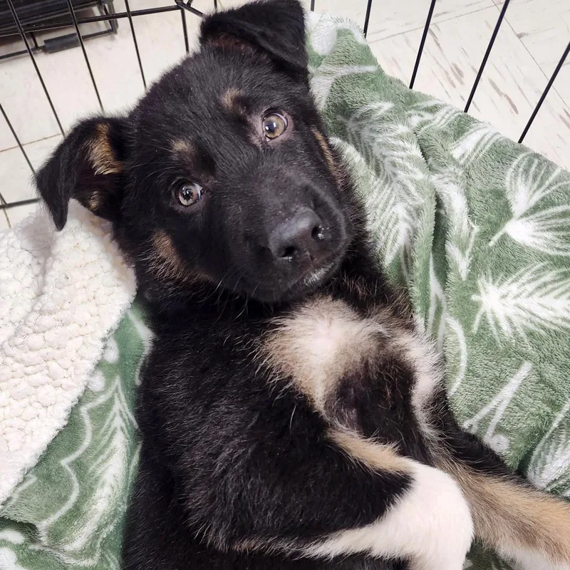 A baby medium-sized male Black Australian Shepherd dog named Schnitzel for adoption in Joshua Tree, CA