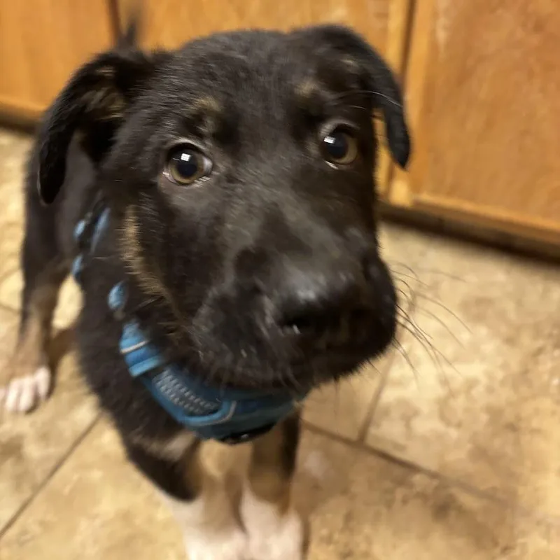 Schnitzel thumbnail 3